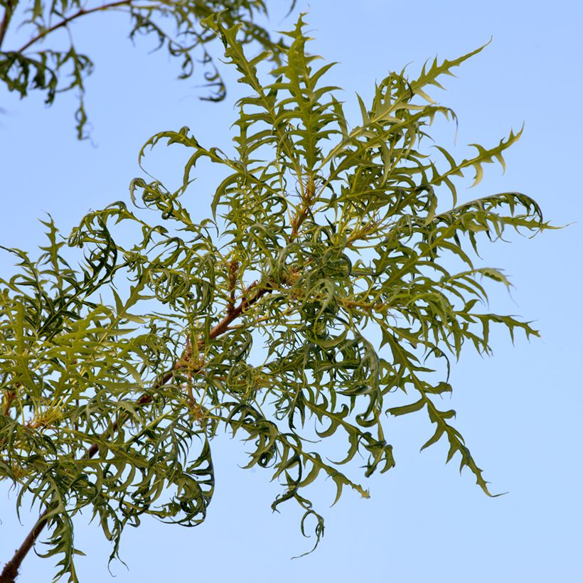 Quercus robur Pectinata - Chêne pédonculé (Feuillage)