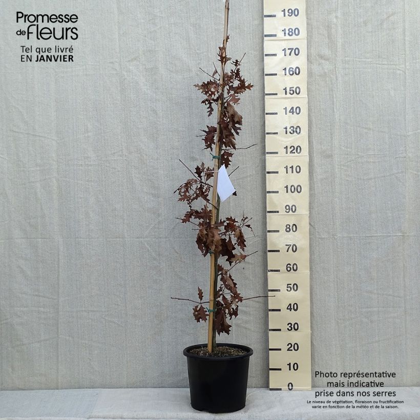 Spécimen de Quercus texana New Madrid - Chêne rouge du Texas Pot de 7,5L/10L tel que livré en hiver
