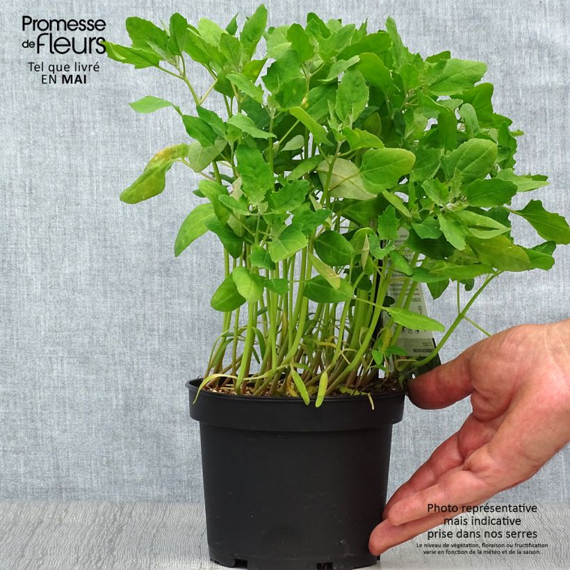 Spécimen de Quinoa - Chenopodium quinoa Pot de 1,5L/2L tel que livré au printemps