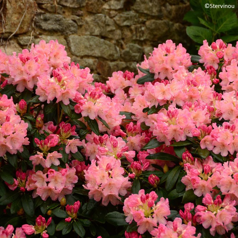 Rhododendron Percy Wiseman - Rhododendron nain  (Floraison)