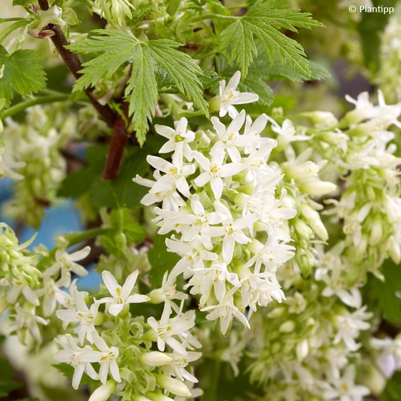 Ribes sanguineum Oregon Snowflake - Groseillier à fleurs (Floraison)