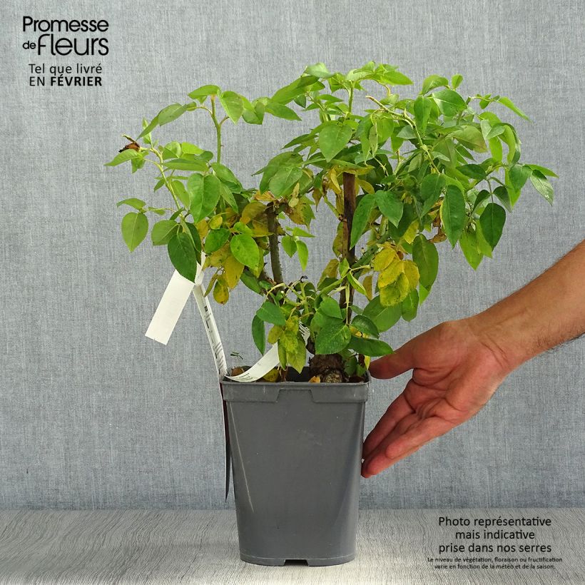 Spécimen de Rosier à grandes fleurs Henri Delbard Pot de 3L/4L tel que livré en automne