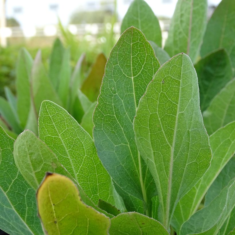Rudbeckia occidentalis Green Wizard (Folhagem)