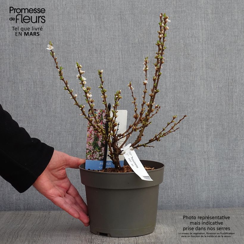 Spécimen de Ragouminier - Prunus tomentosa Pot de 2L/3L tel que livré en hiver