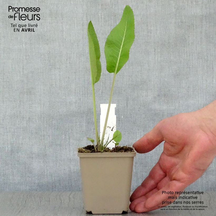 Rábano rusticano (plantas) Maceta de 7/8 cm Ejemplar entregado en la primavera