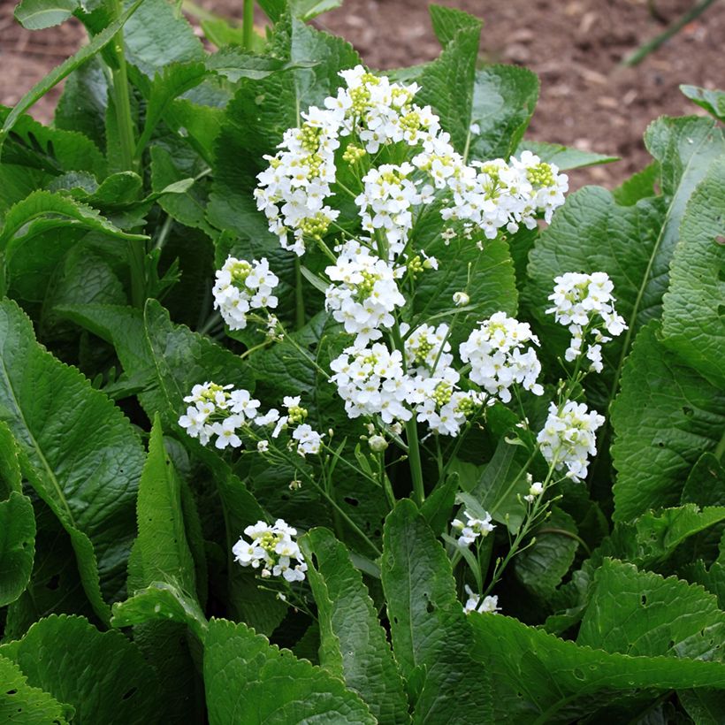 Raifort - Armoracia rusticana - Moutarde des Allemands (Floraison)