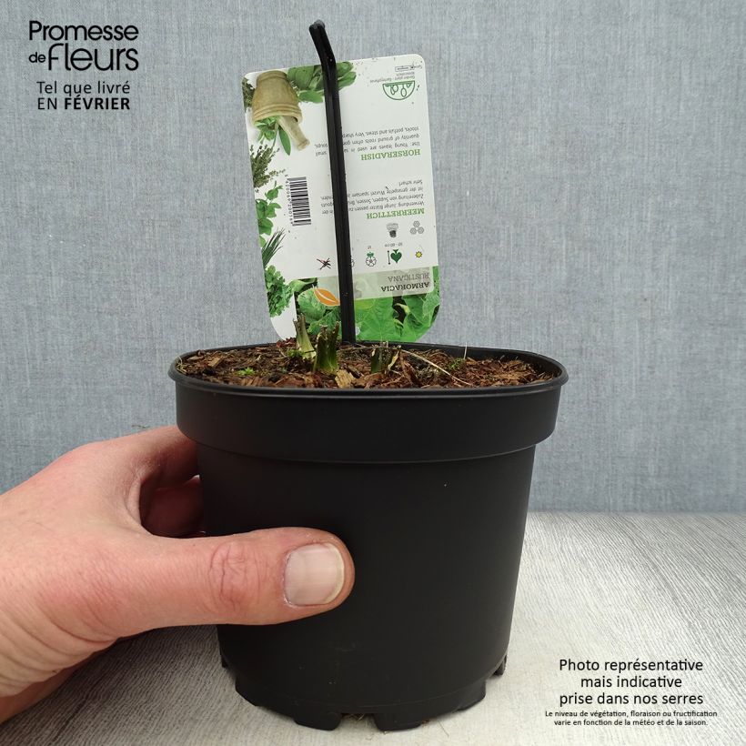 Spécimen de Raifort - Armoracia rusticana - Moutarde des Allemands Pot de 1,5L/2L tel que livré en hiver