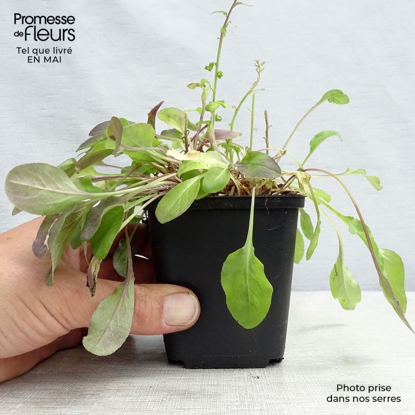 Spécimen de Raiponce - Campanula rapunculus Godet de 7/8 cm tel que livré au printemps