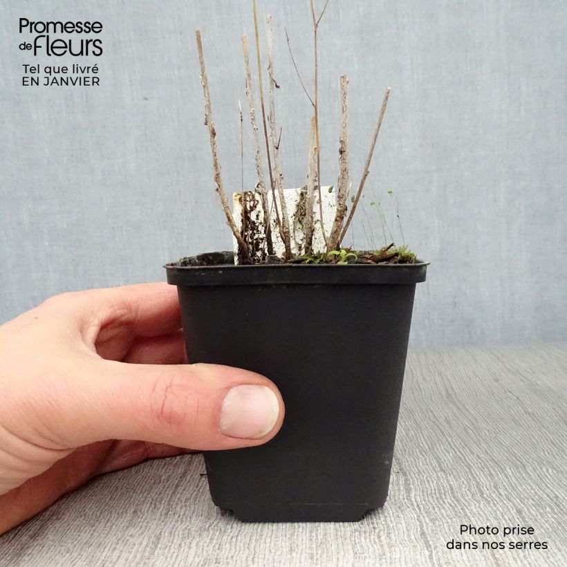 Spécimen de Raiponce - Campanula rapunculus Godet de 7/8 cm tel que livré en hiver