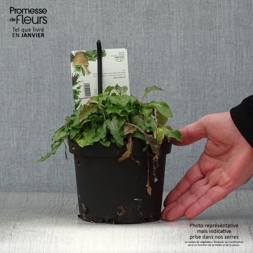 Spécimen de Raiponce - Campanula rapunculus Pot de 1,5L/2L tel que livré en hiver