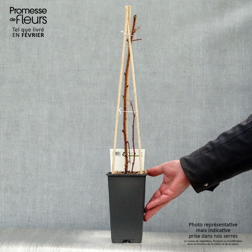Spécimen de Raisin ou Mûrier du Japon - Rubus phoenicolasius Pot de 1,5L/2L, Touffe tel que livré en hiver
