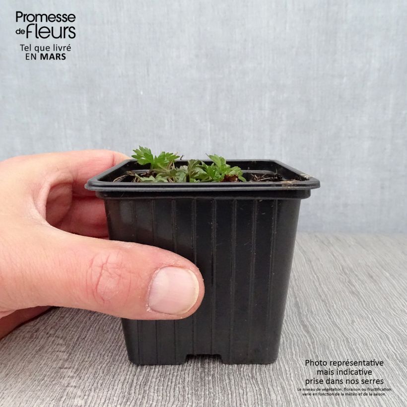 Spécimen de Ranunculus acris - Bouton d'or Godet de 7/8 cm tel que livré au printemps