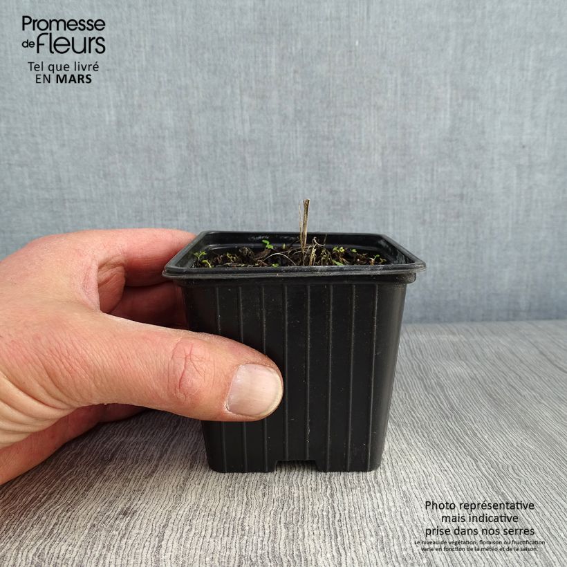 Spécimen de Ranunculus acris - Bouton d'or Godet de 7/8 cm tel que livré en hiver