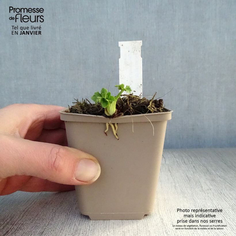 Spécimen de Ranunculus acris Multiplex - Bouton d'or Godet de 8/9 cm tel que livré en hiver