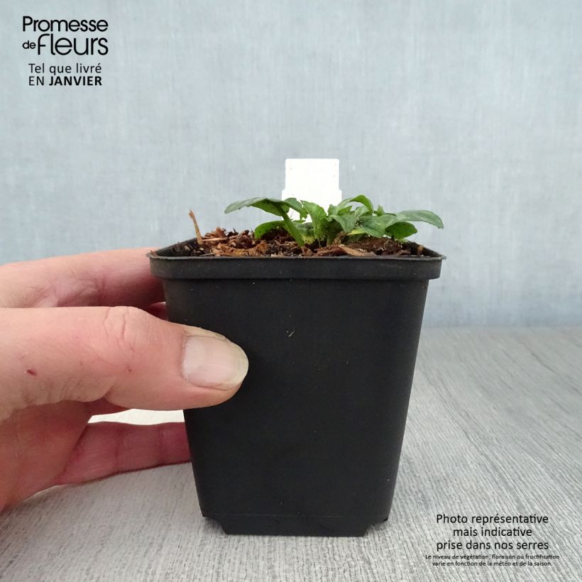 Spécimen de Ranunculus ficaria Collarette - Ficaire fausse-renoncule. Godet de 8/9 cm tel que livré en hiver