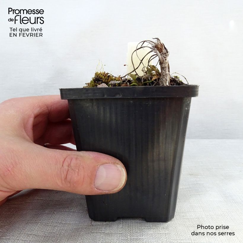 Spécimen de Ranunculus lingua - Grande douve Godet de 8/9 cm tel que livré en hiver