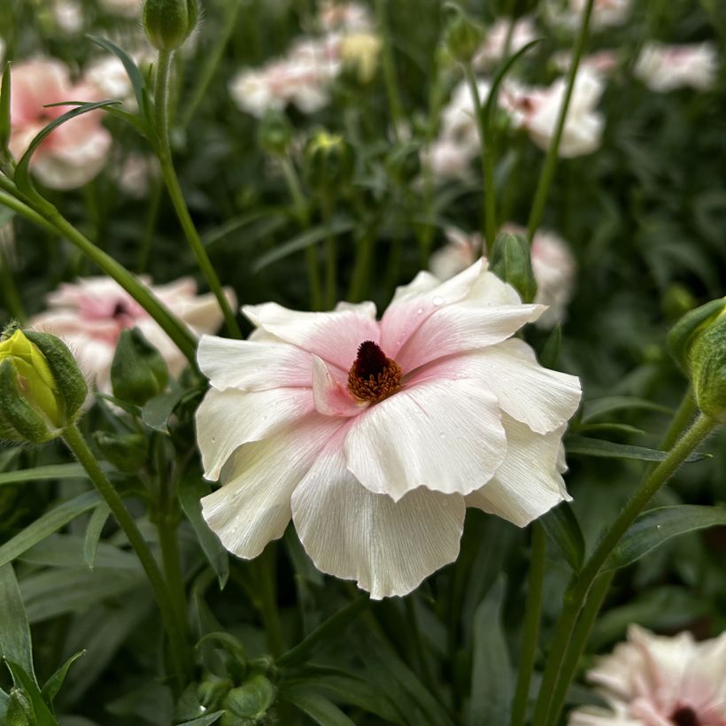Renoncule des fleuristes Butterfly Ariadne – Ranunculus asiaticus (Floraison)