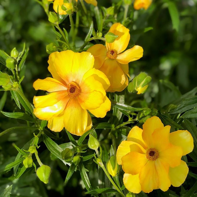 Renoncule des fleuristes Butterfly Dione – Ranunculus asiaticus (Floraison)