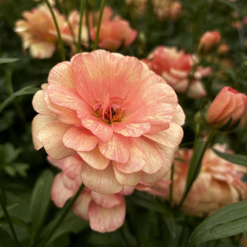 Renoncule des fleuristes Butterfly Eris – Ranunculus asiaticus (Floraison)
