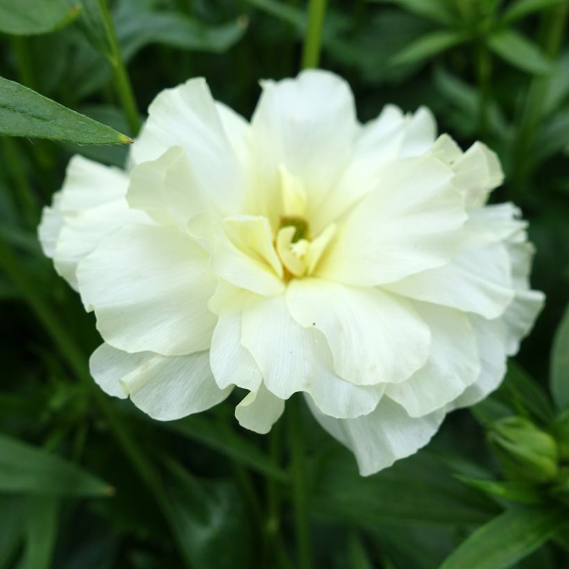 Renoncule des fleuristes Butterfly Graces – Ranunculus asiaticus (Floraison)