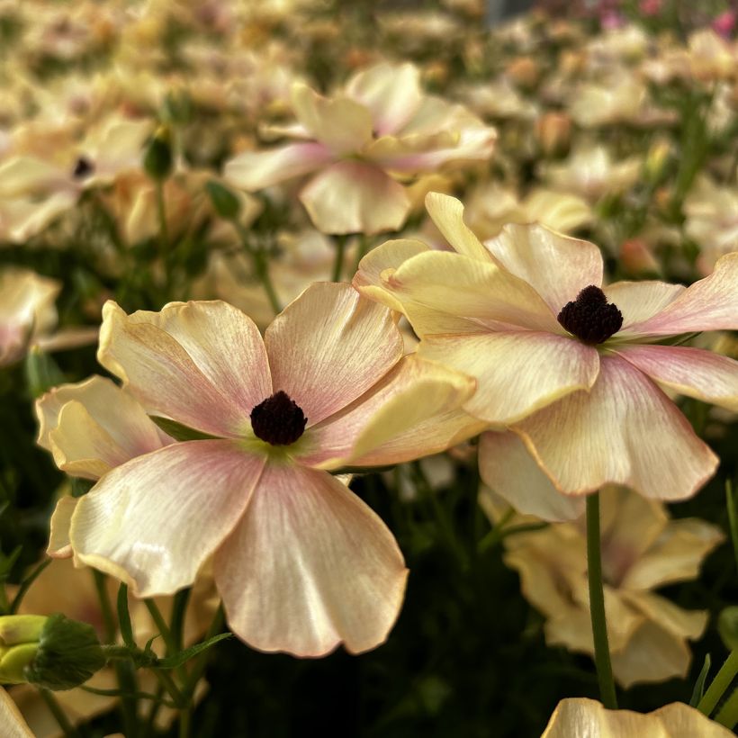 Renoncule des fleuristes Butterfly Hestia – Ranunculus asiaticus (Floraison)