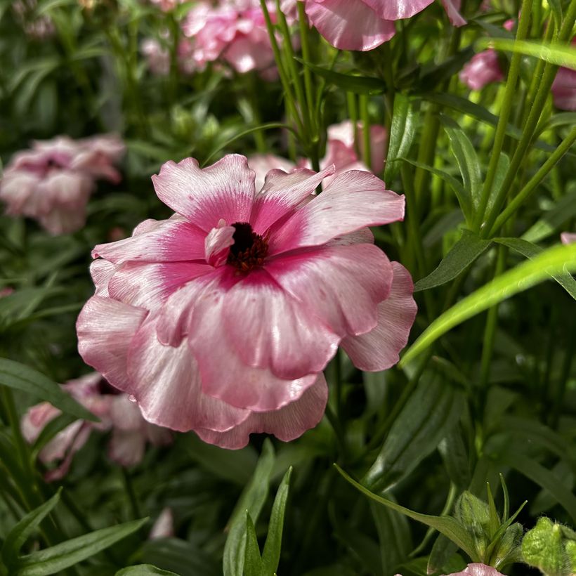 Renoncule des fleuristes Butterfly Lycia – Ranunculus asiaticus (Floraison)
