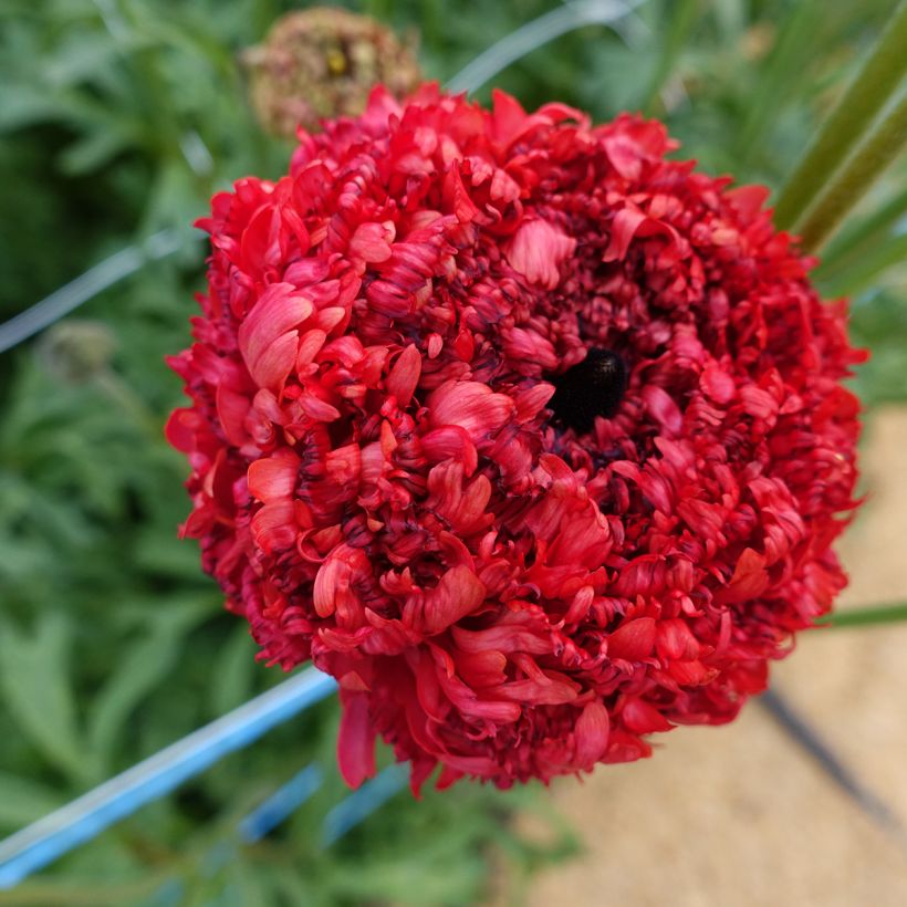 Renoncule des fleuristes Poodle Chaouen II – Ranunculus asiaticus (Floraison)