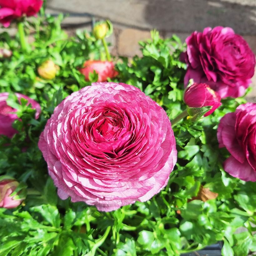 Renoncule des fleuristes Vortex F1 Hot Pink - Ranunculus hybrida (Floraison)