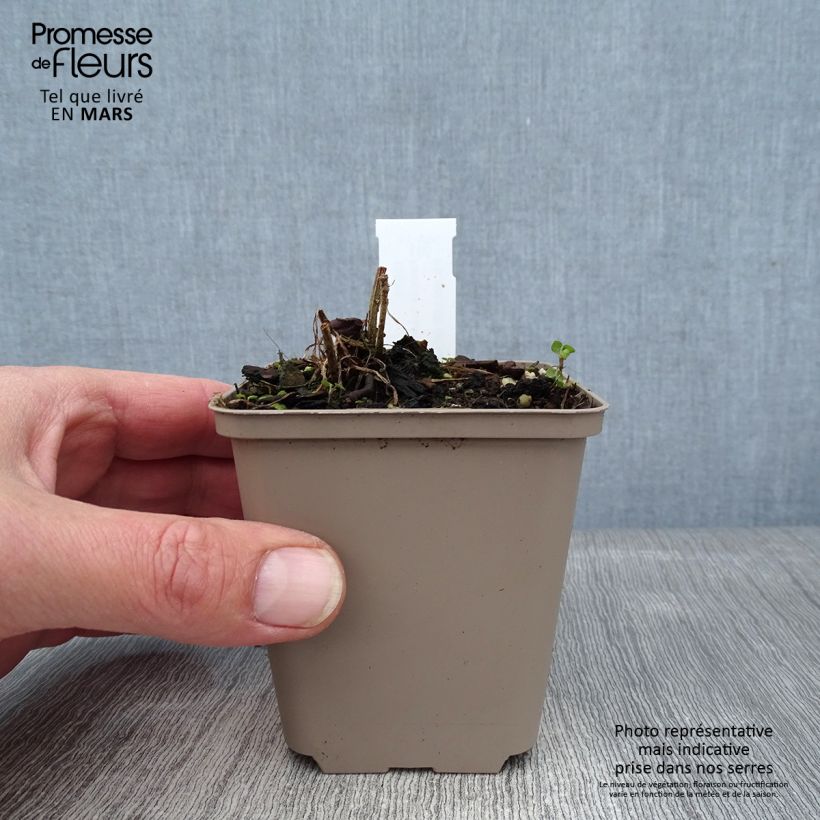 Spécimen de Ratibida columnifera Pulcherrima - Châpeau ou Sombrero mexicain Godet de 8/9 cm tel que livré en hiver