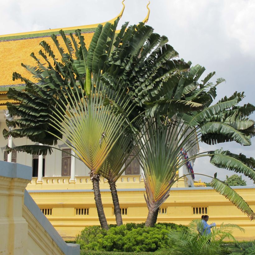 Ravenala madagascariensis - Arbre du voyageur (Port)
