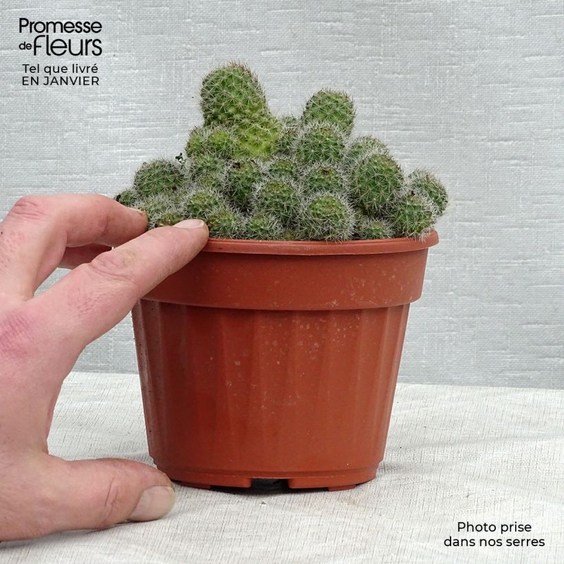 Spécimen de Rebutia sp. Pot de 12 cm / 13 cm tel que livré en hiver