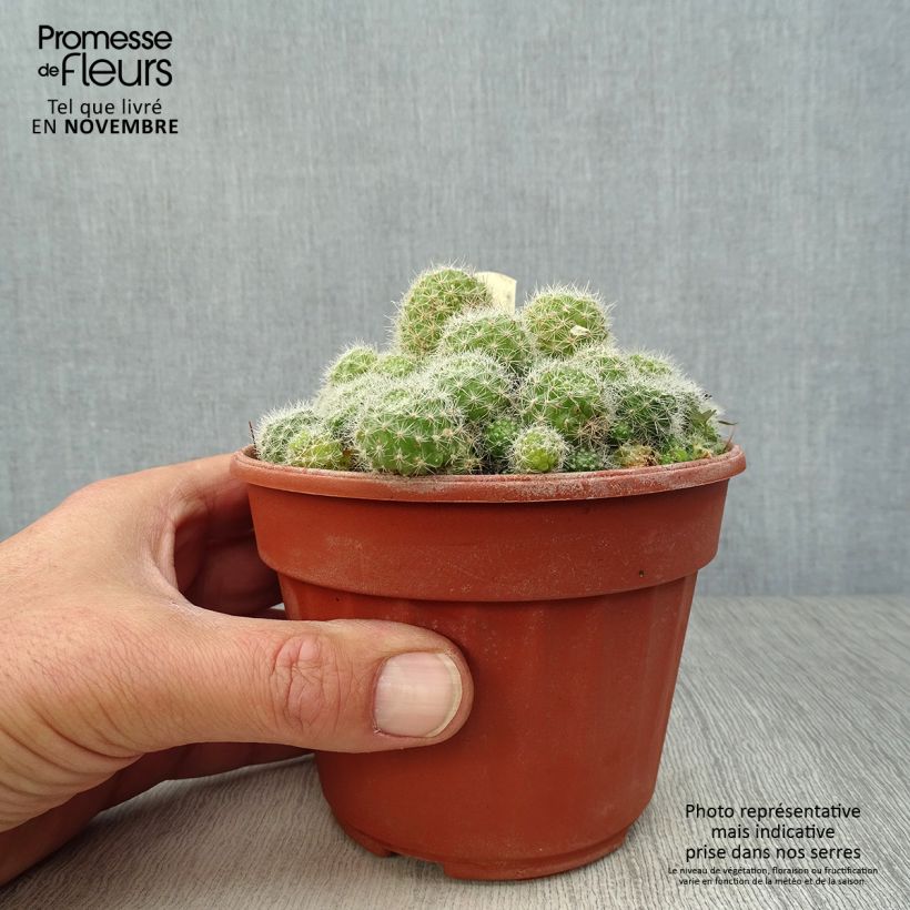 Spécimen de Rebutia sp. Pot de 12 cm / 13 cm tel que livré en automne