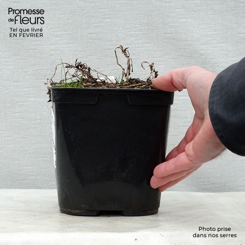 Spécimen de Rehmannia henryi - Rehmannia Pot de 2L/3L tel que livré en hiver
