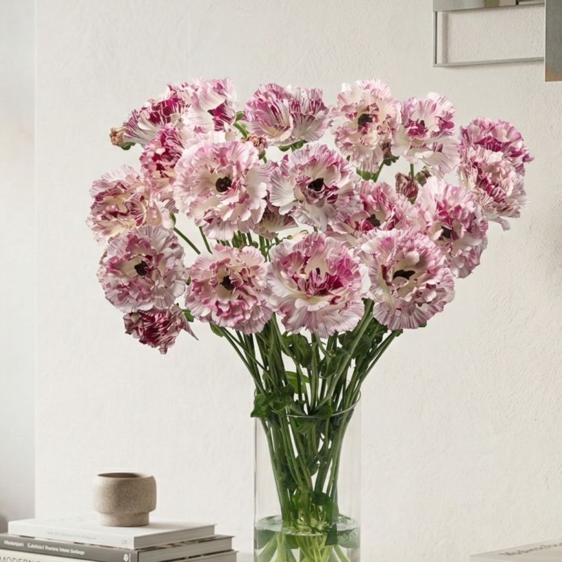 Renoncule des fleuristes Brushmark Cesar – Ranunculus asiaticus (Port)