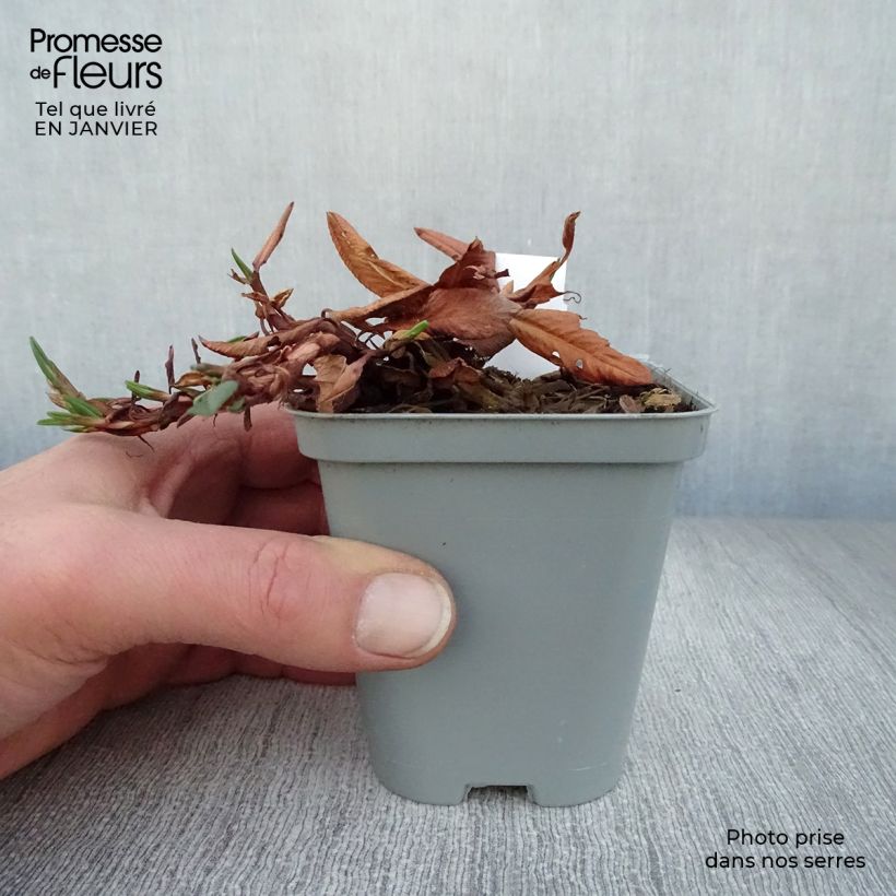 Spécimen de Renouée - Persicaria affinis Darjeeling Red Godet de 8/9 cm tel que livré en hiver