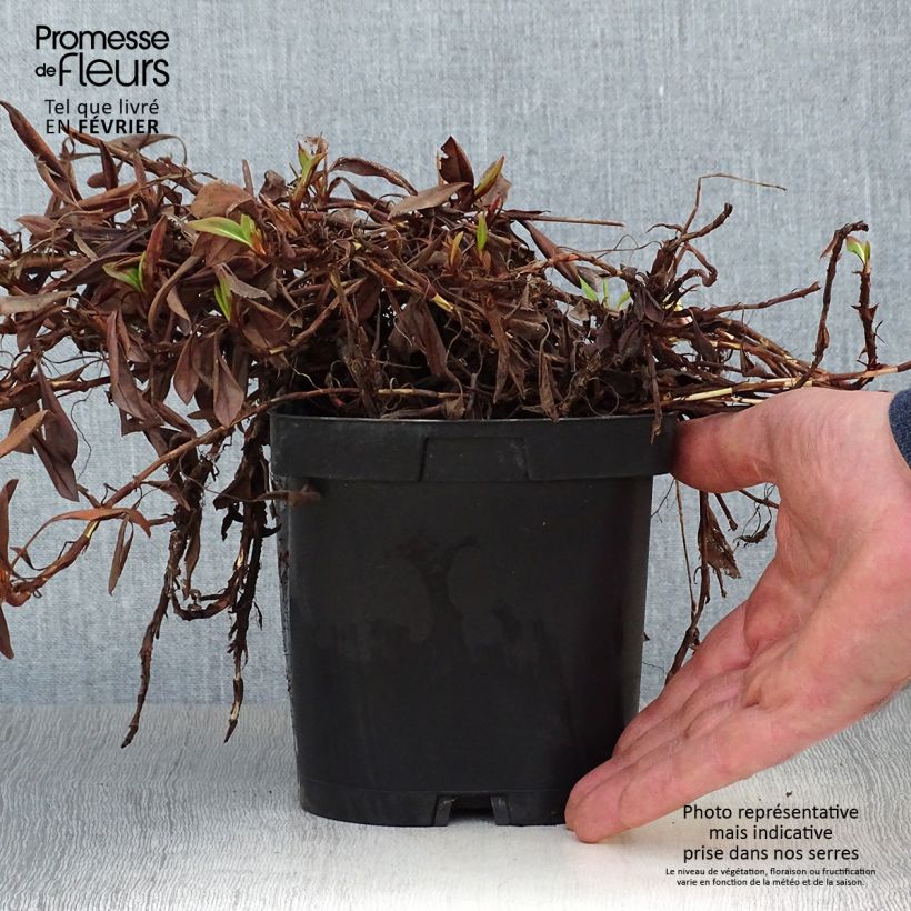 Spécimen de Renouée - Persicaria affinis Darjeeling Red Pot de 2L/3L tel que livré en hiver