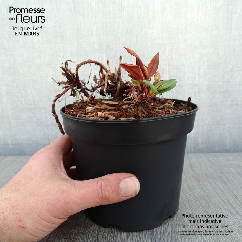 Spécimen de Renouée - Persicaria affinis Donald Lowndes Pot de 2L/3L tel que livré en hiver