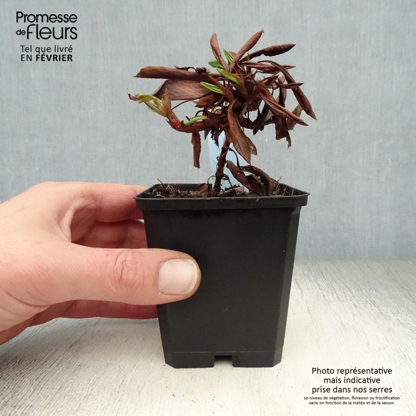 Spécimen de Renouée - Persicaria affinis Kabouter Godet de 8/9 cm tel que livré en hiver