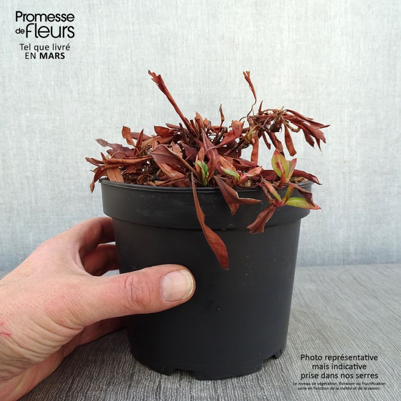 Spécimen de Renouée - Persicaria affinis Kabouter Pot de 2L/3L tel que livré en hiver