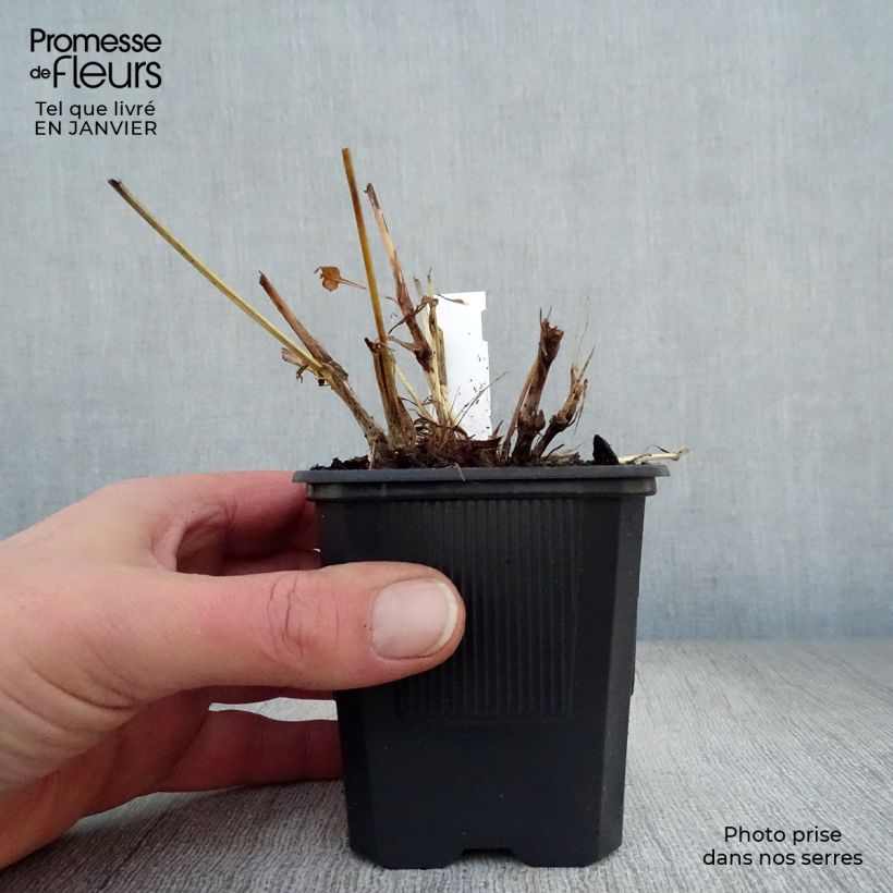 Spécimen de Renouée - Persicaria amplexicaulis Alba Godet de 8/9 cm tel que livré en hiver