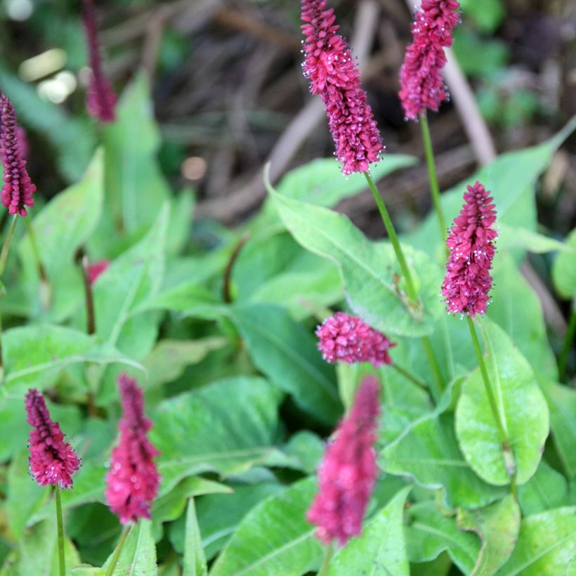 Renouée - Persicaria amplexicaulis Blackfield (Floraison)