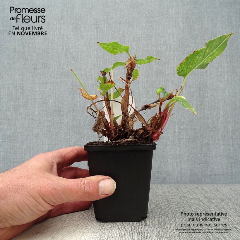 Spécimen de Renouée - Persicaria amplexicaulis Blackfield Godet de 8/9 cm tel que livré en automne
