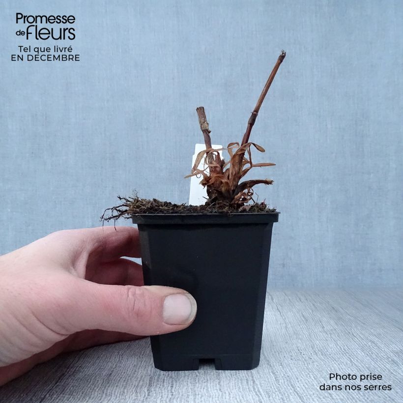 Spécimen de Renouée - Persicaria amplexicaulis Blackfield Godet de 8/9 cm tel que livré en hiver