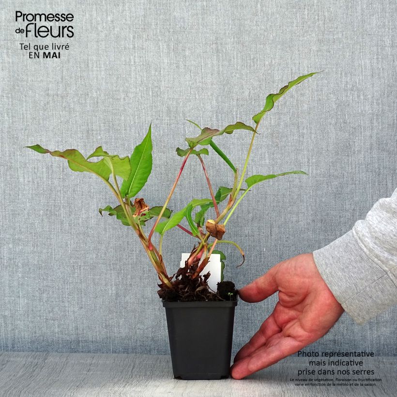 Spécimen de Renouée - Persicaria amplexicaulis Bloody Mary Godet de 8/9 cm tel que livré au printemps
