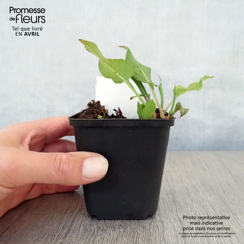 Spécimen de Renouée - Persicaria amplexicaulis Dikke Floskes Godet de 8/9 cm tel que livré au printemps