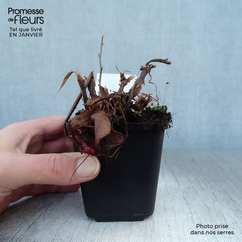 Spécimen de Renouée - Persicaria amplexicaulis Fat Domino Godet de 8/9 cm tel que livré en hiver