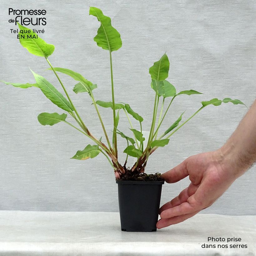 Spécimen de Renouée - Persicaria amplexicaulis High Society Godet de 8/9 cm tel que livré au printemps