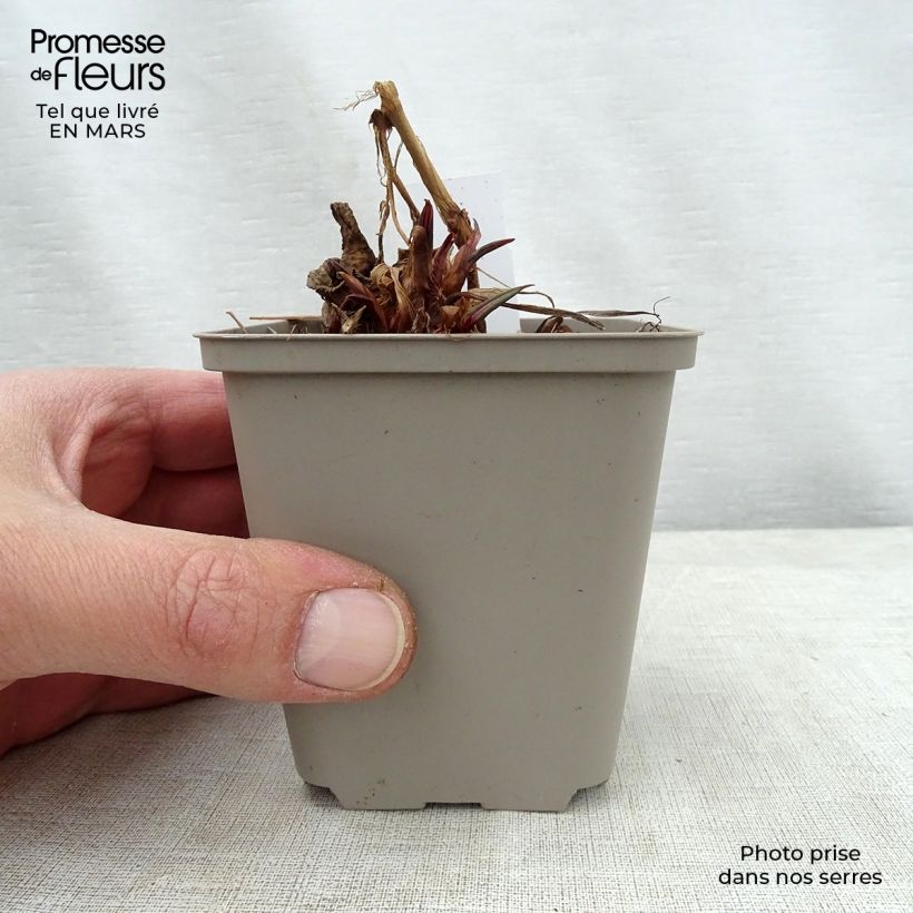 Spécimen de Renouée - Persicaria amplexicaulis Inverleith Godet de 8/9 cm tel que livré au printemps