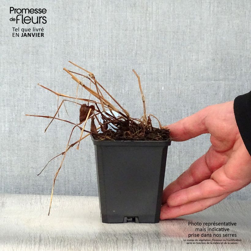 Spécimen de Renouée - Persicaria amplexicaulis Inverleith Godet de 8/9 cm tel que livré en hiver