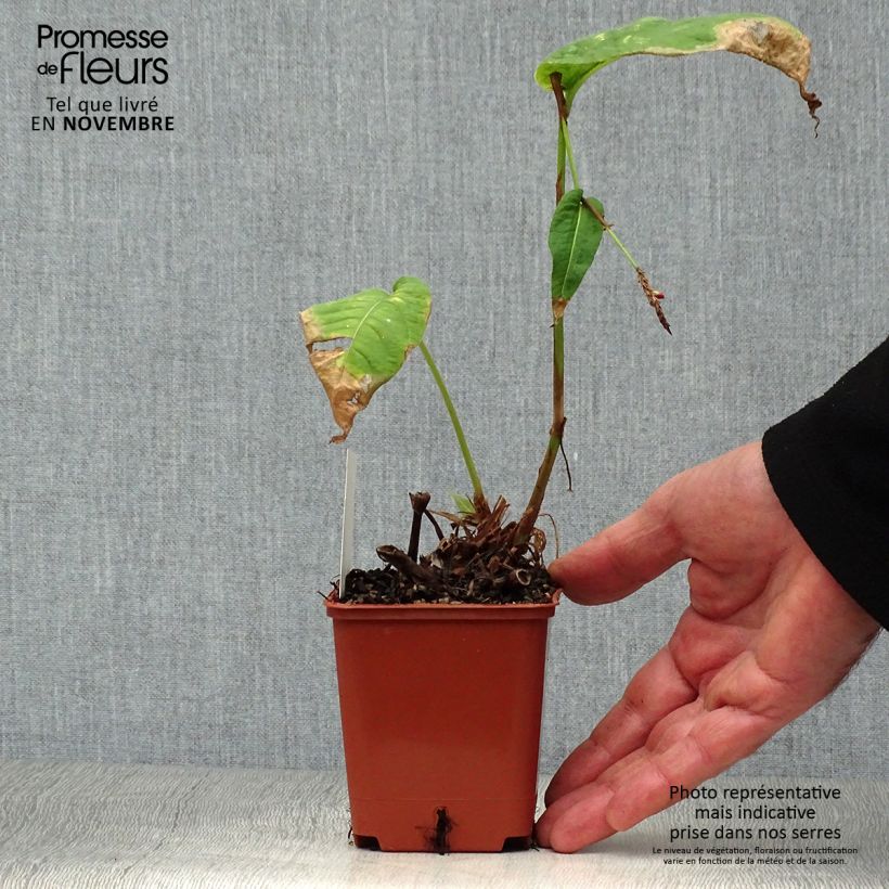 Spécimen de Renouée - Persicaria amplexicaulis JS Caliente Godet de 8/9 cm tel que livré en automne